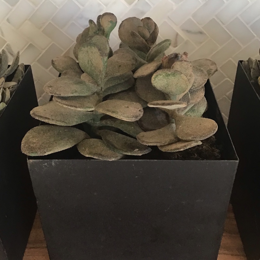 Three Faux Succulents In Distressed Metal Planters - Picture 4 of 6